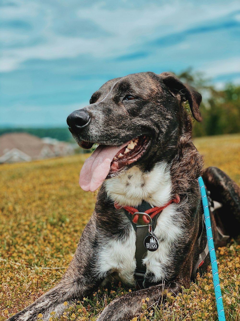 black and white short coated dog on green grass field during daytime