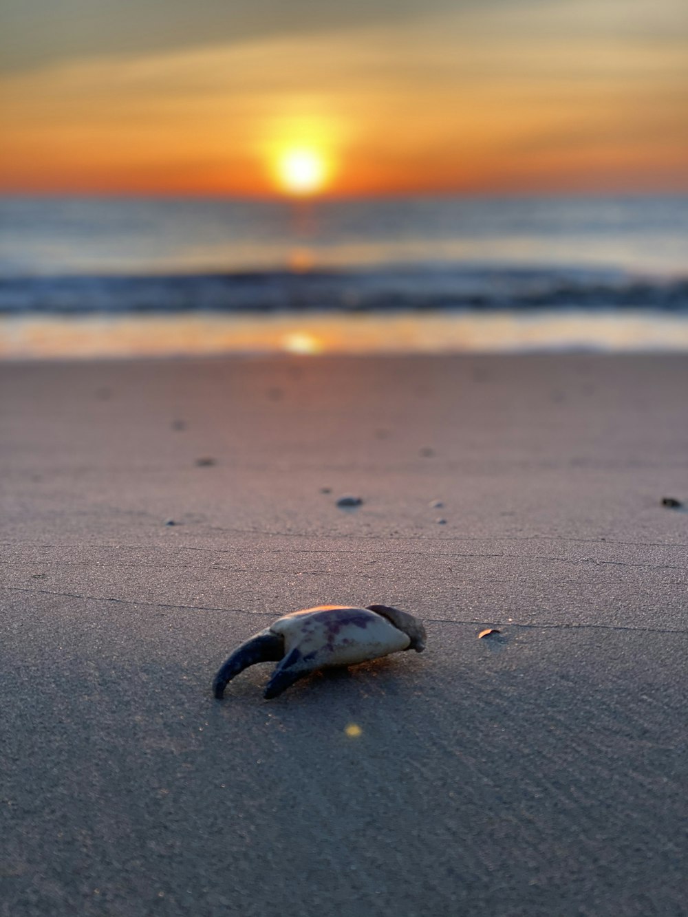 white and black sea shell on beach during sunset