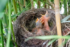 brown bird on nest during daytime