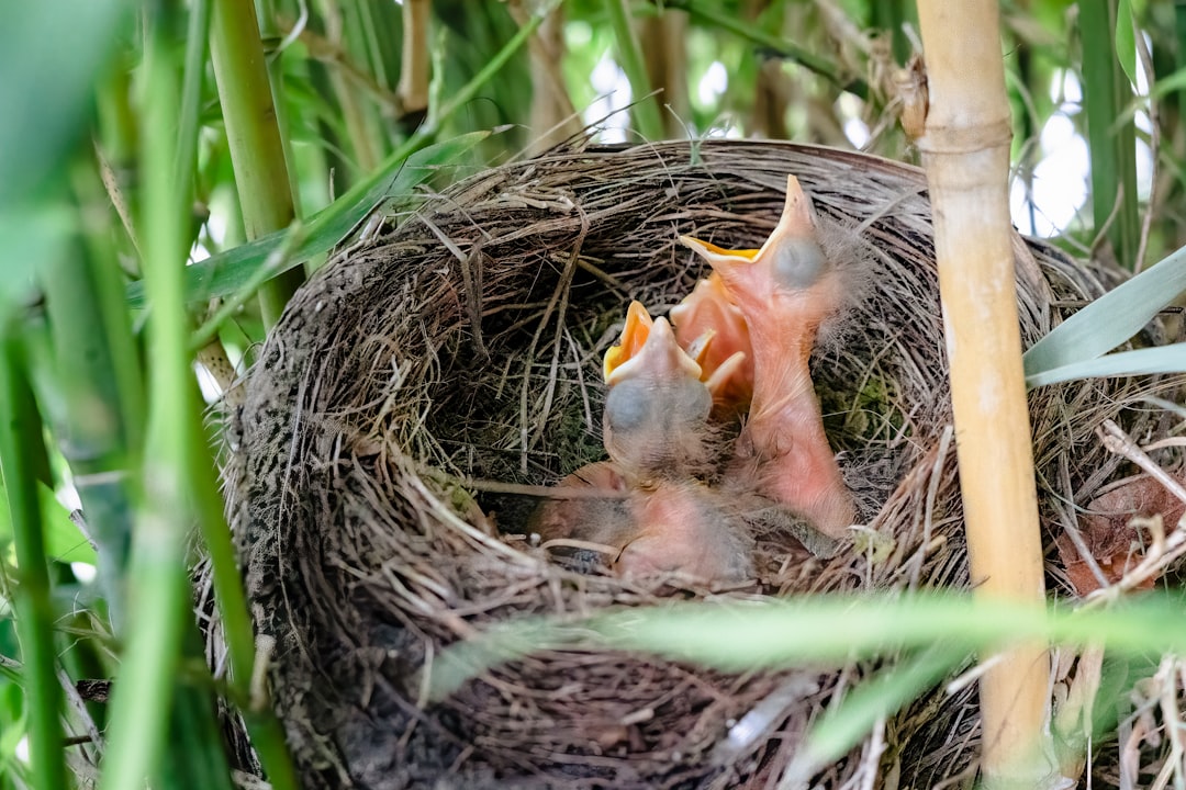 Close up of Three baby blackbirds in a nest opening their mouth for food. 