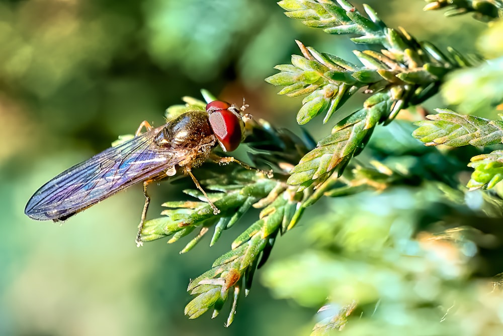 brown and black insect on green plant