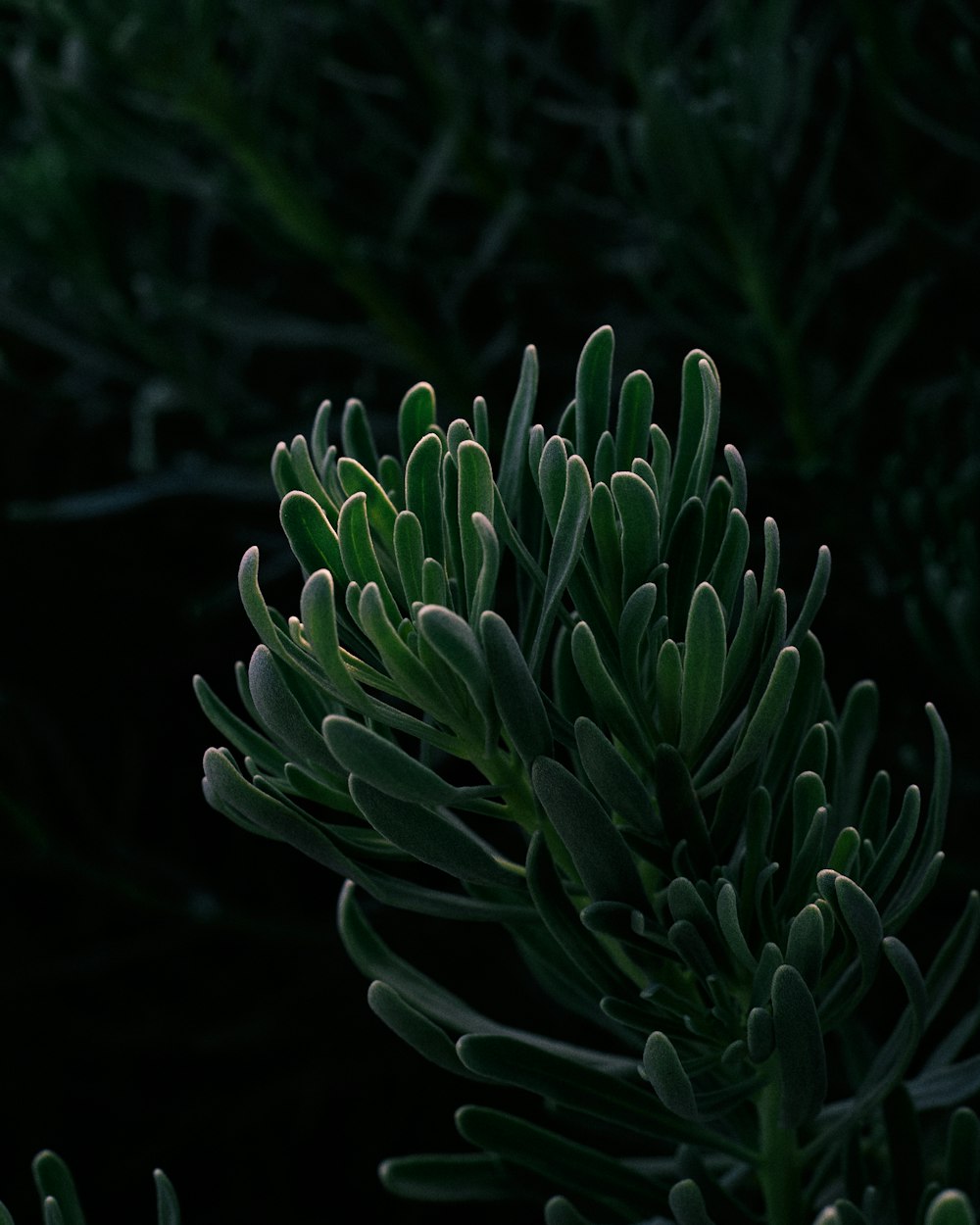 green plant in close up photography