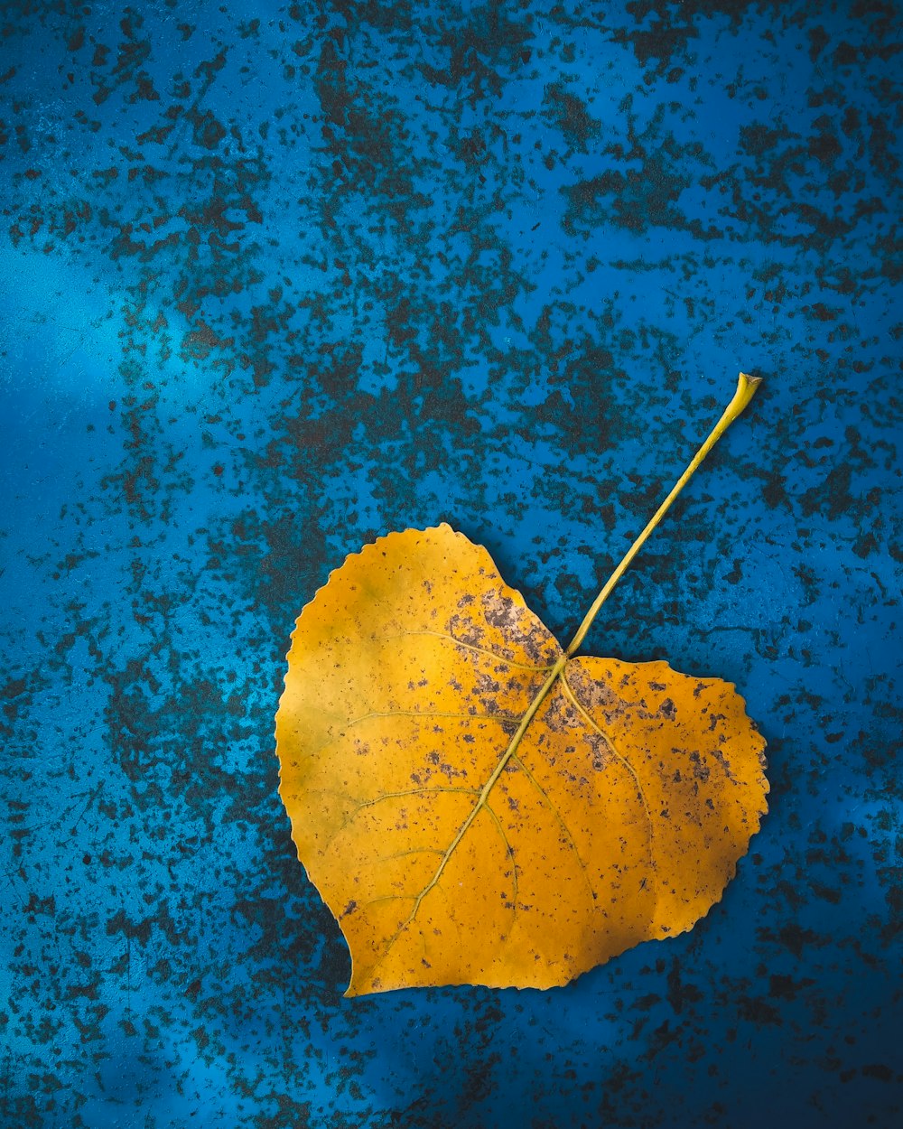 feuille jaune sur surface bleue