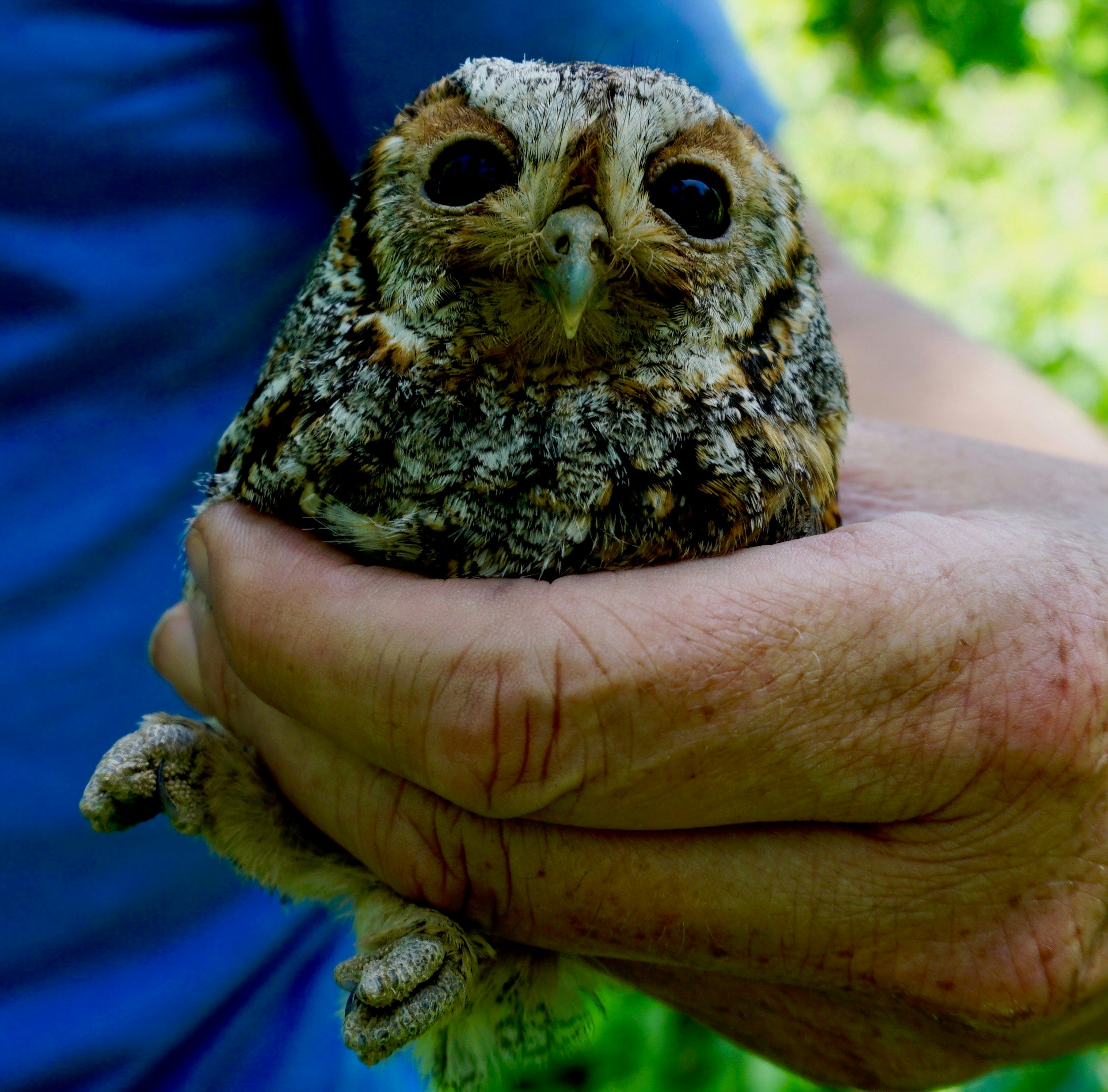 brown owl on persons hand