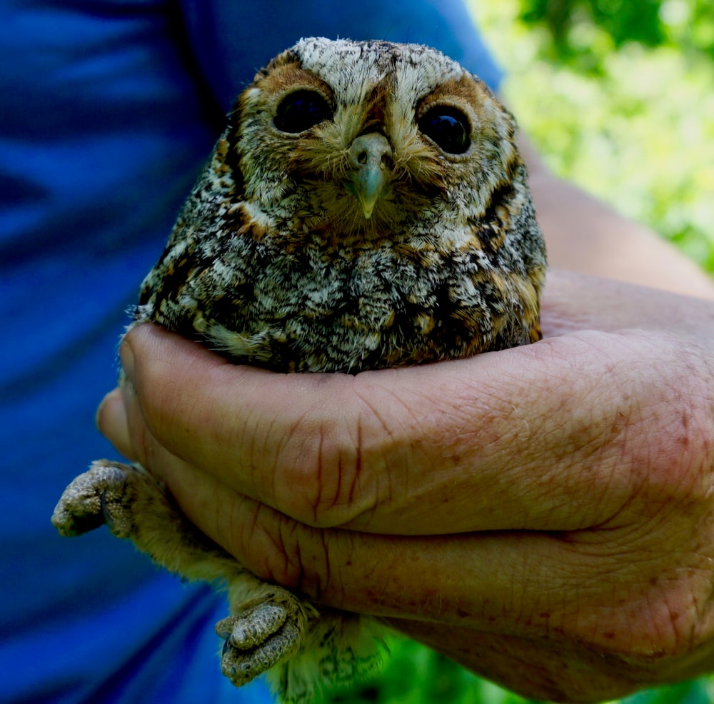 hibou brun sur la main des personnes