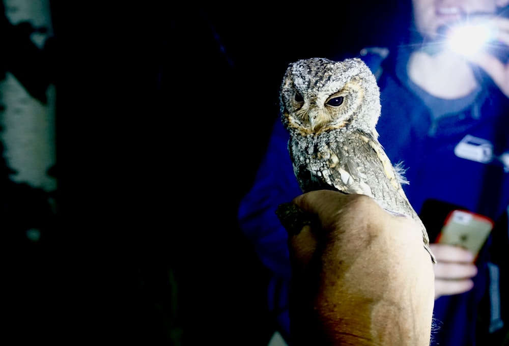 white and gray owl on persons hand
