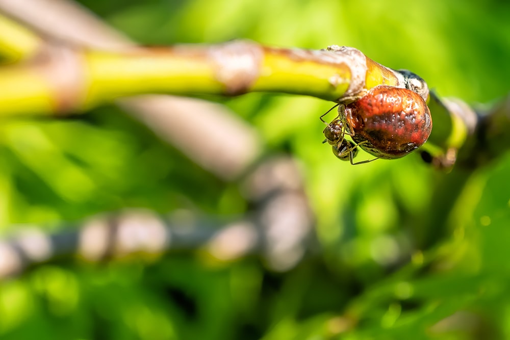 brown and black ant on green stem