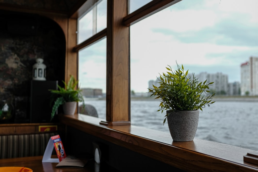 green plant on brown wooden table