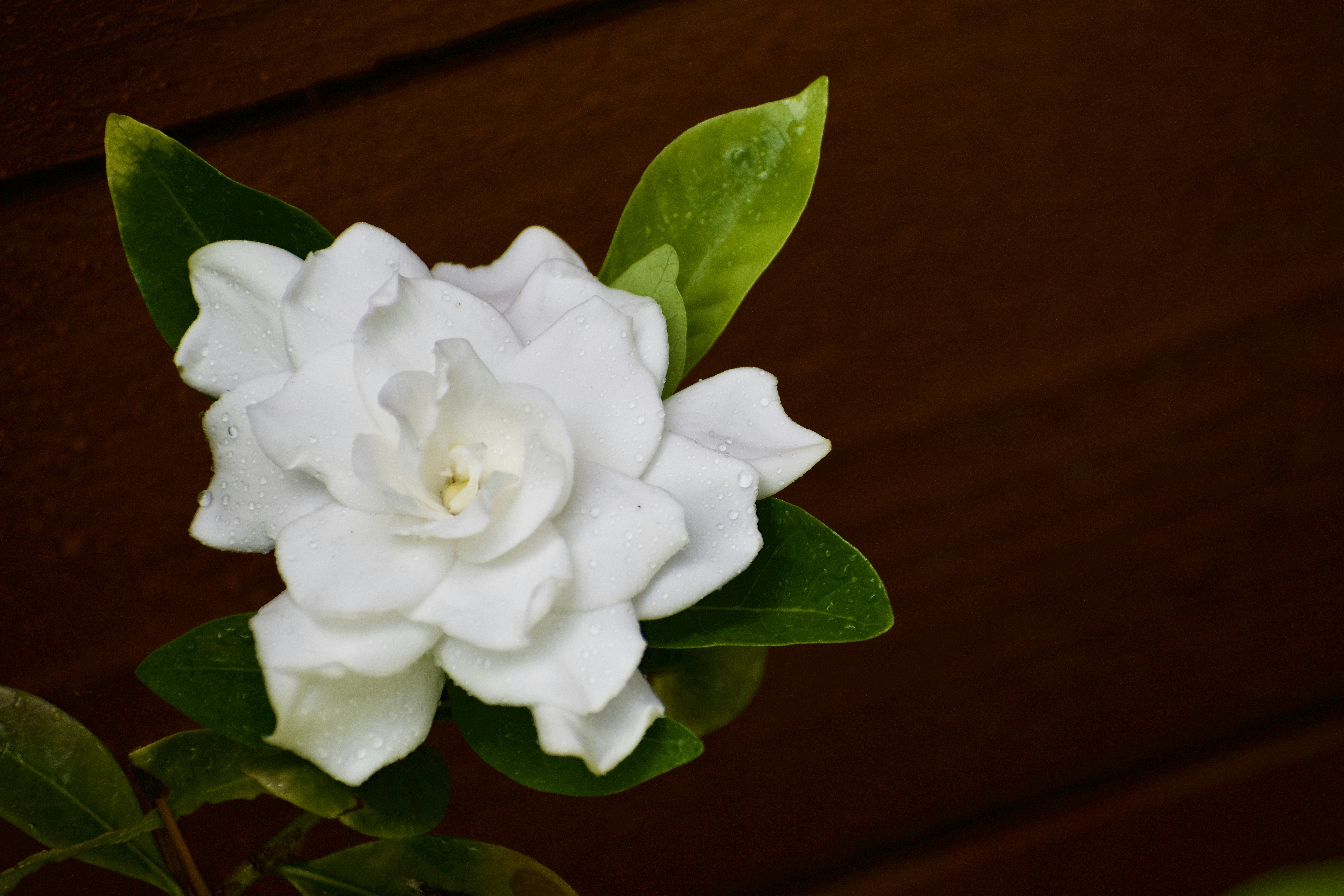 Photo by elisastonephotography