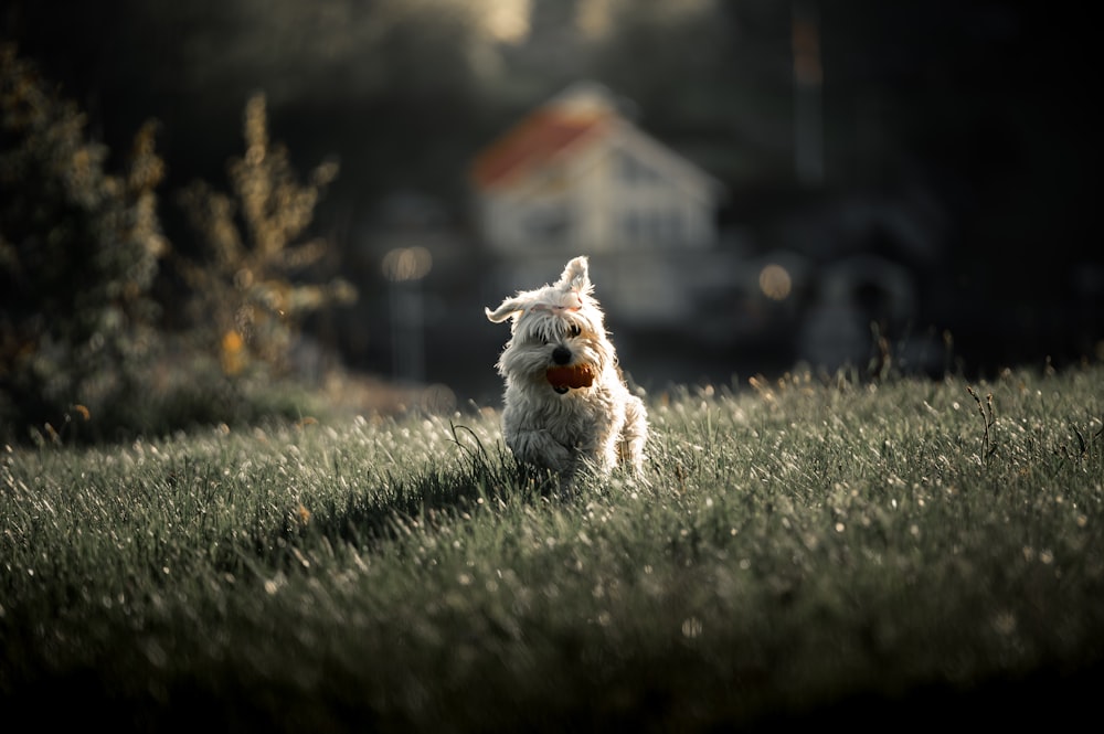 white and gray long coated small dog on green grass field during daytime