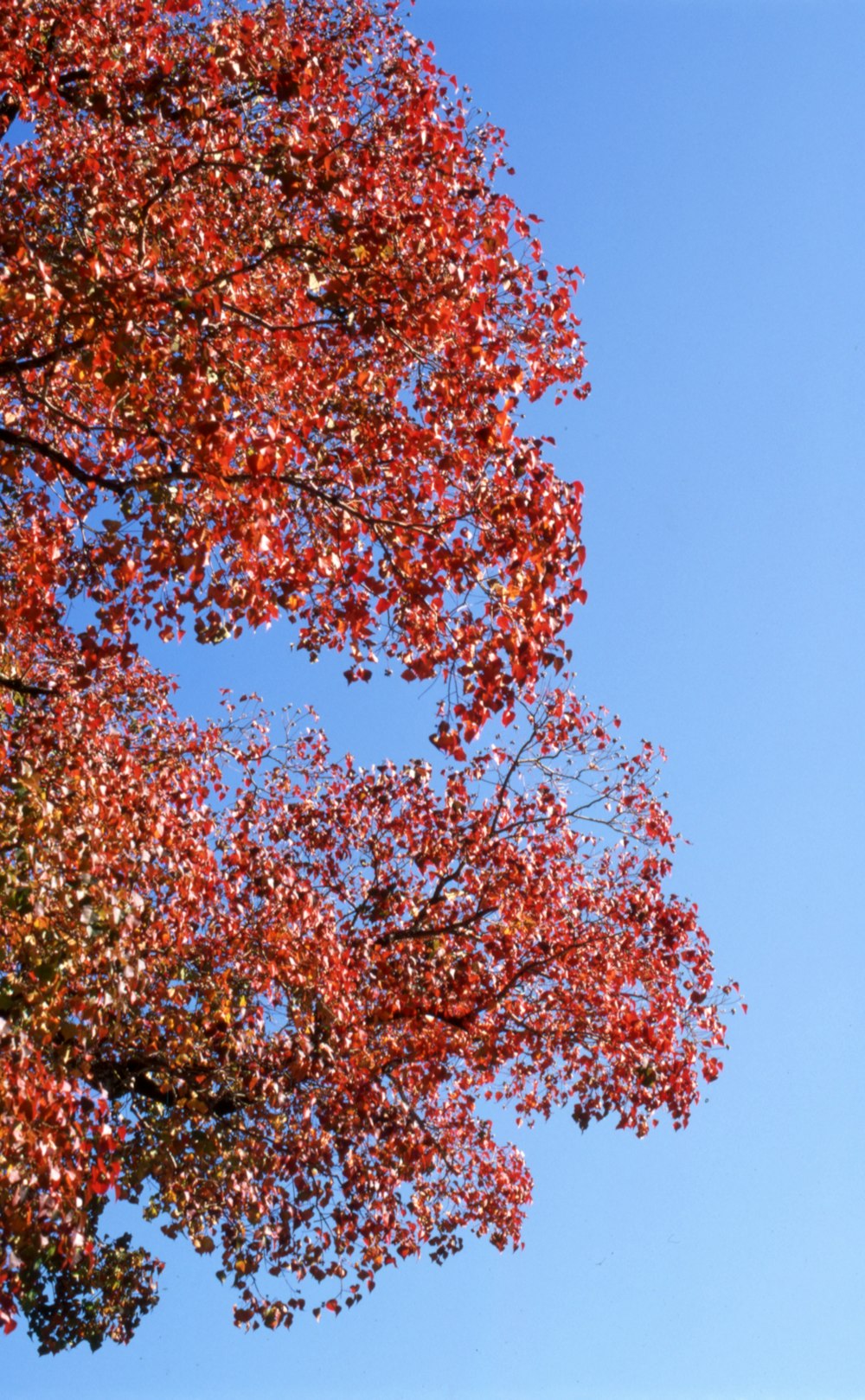 brown and green tree under blue sky during daytime