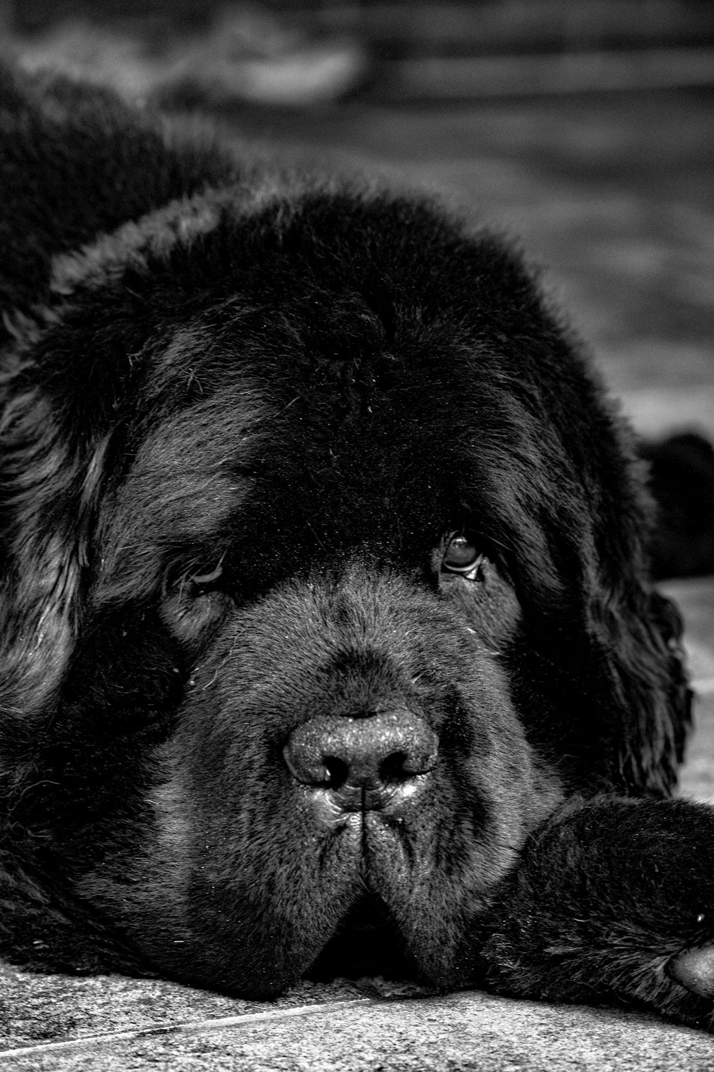 black and white long coated dog