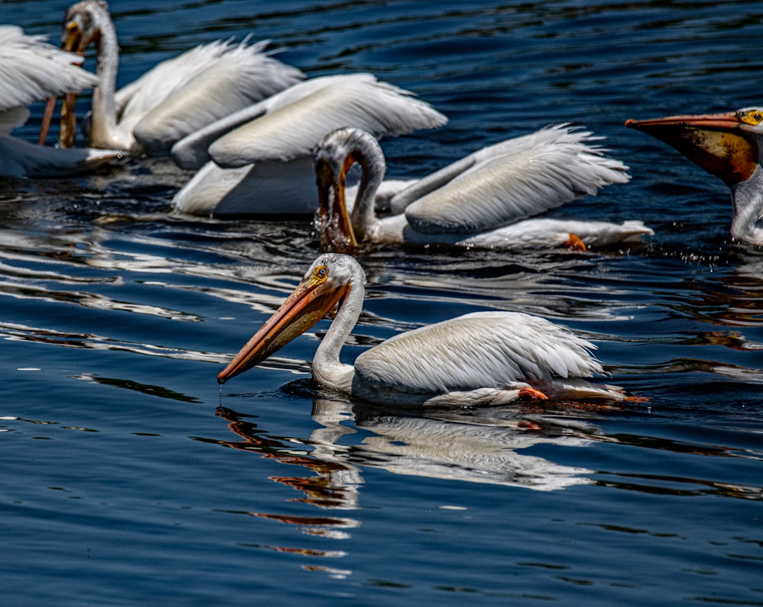 white pelicans on body of water during daytime