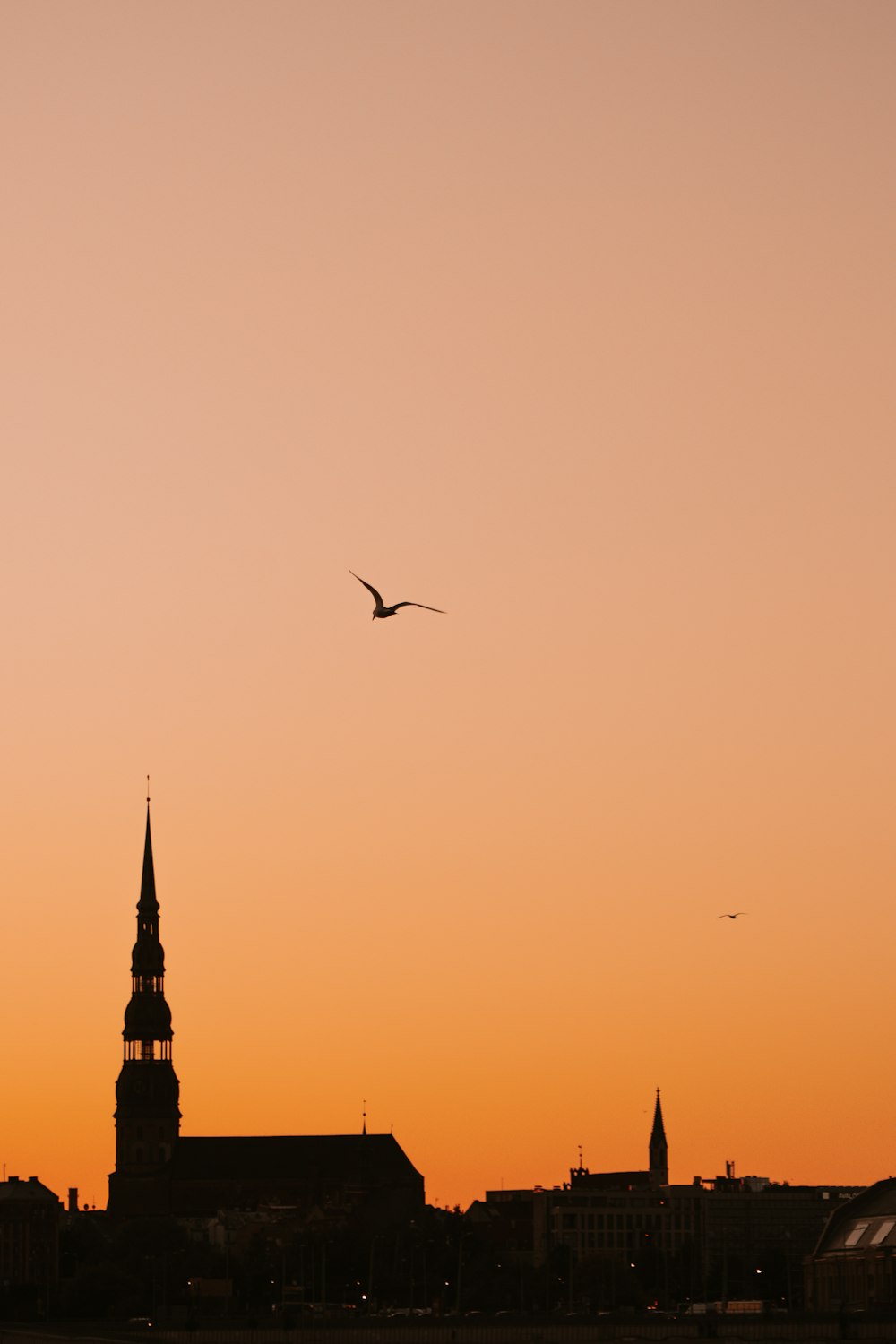 silhouette of bird flying over the city during sunset