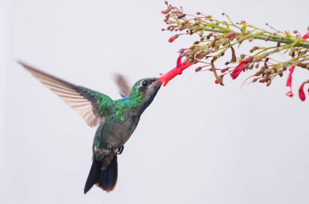 green and brown humming bird flying