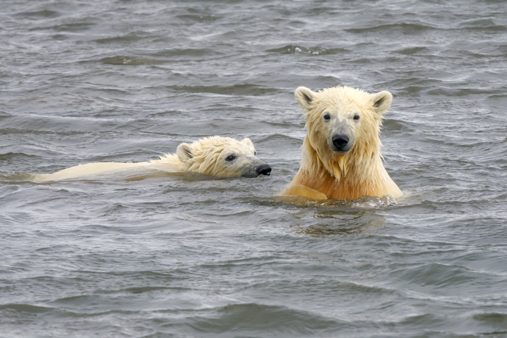 polar bear in water during daytime