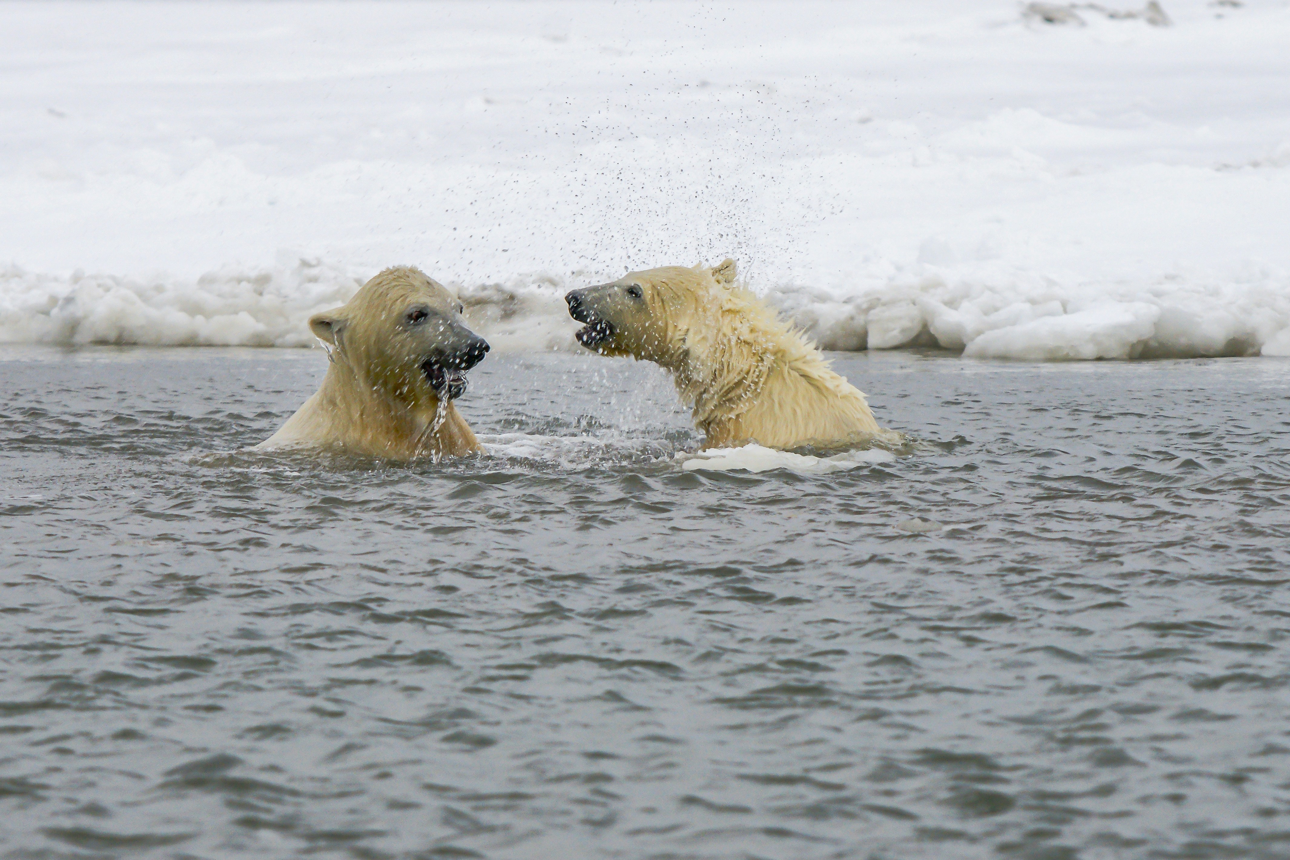 Implications for Arctic Wildlife (image credits: unsplash)