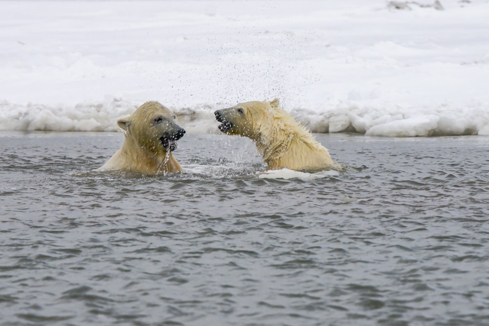 polar bear on water during daytime