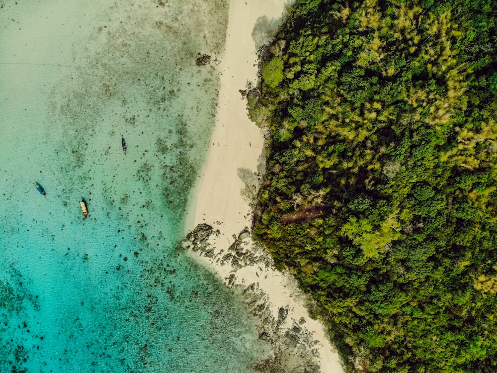 aerial view of green trees beside body of water during daytime