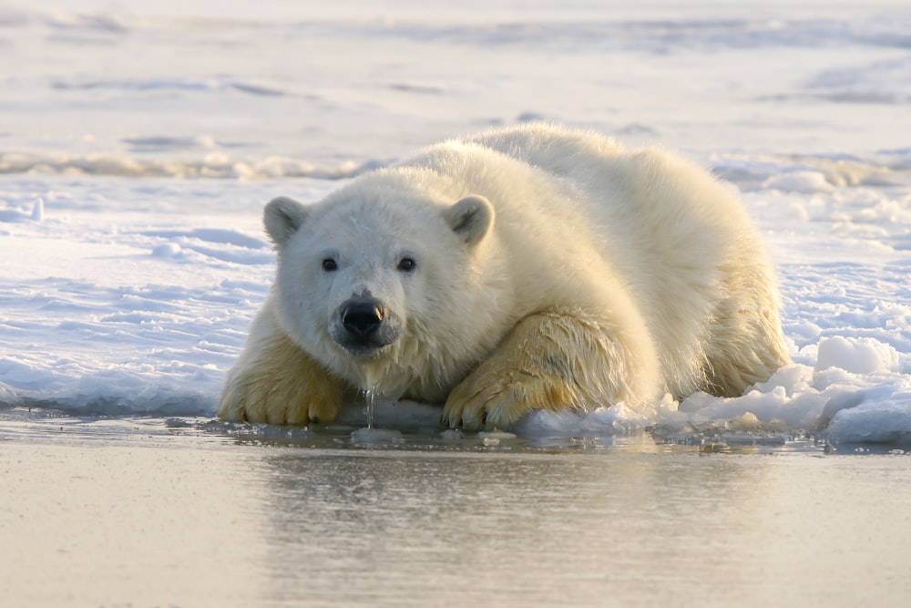 oso polar en el agua durante el día