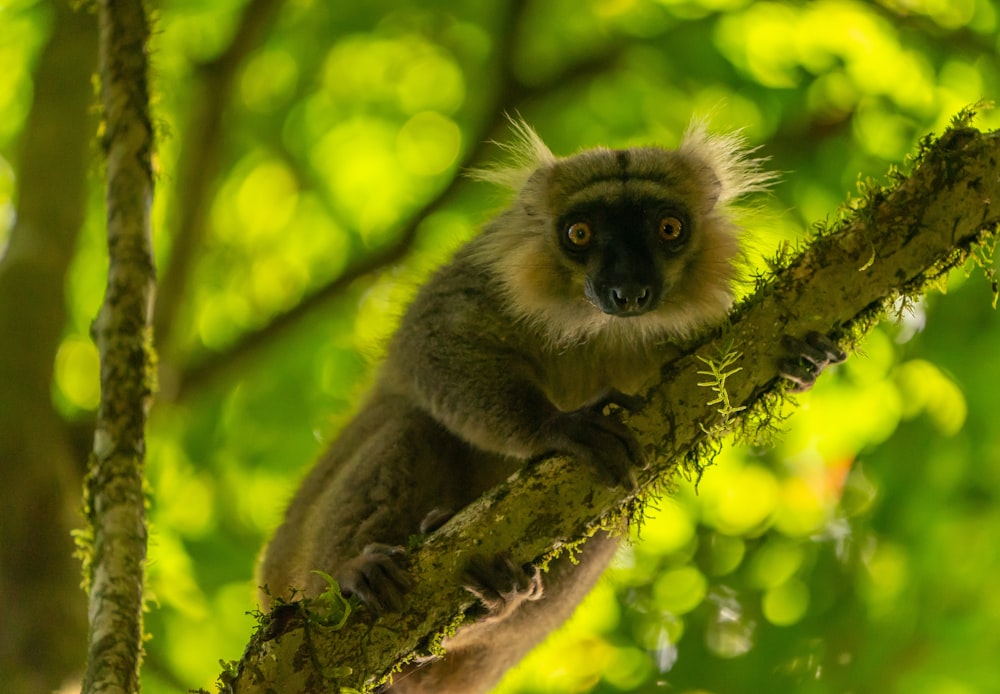 brown and gray monkey on brown tree branch during daytime