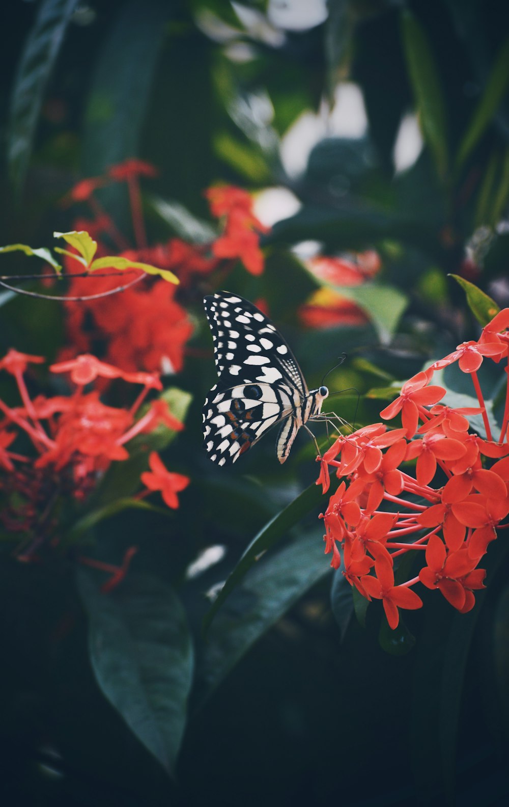 schwarz-weißer Schmetterling auf roter Blume