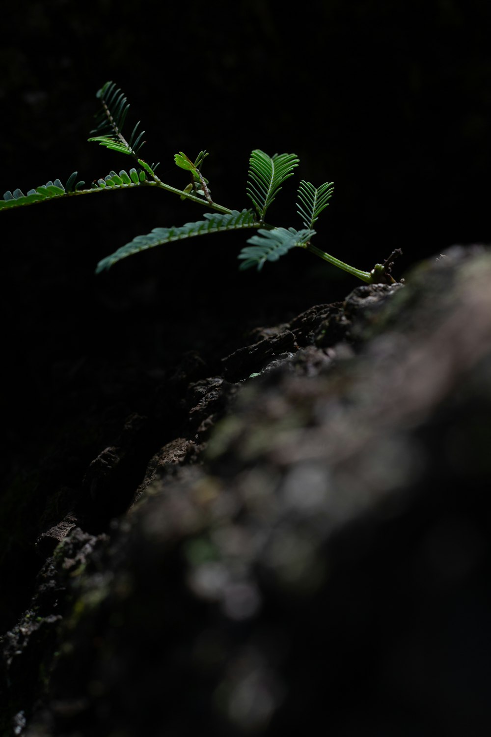 green plant on brown rock