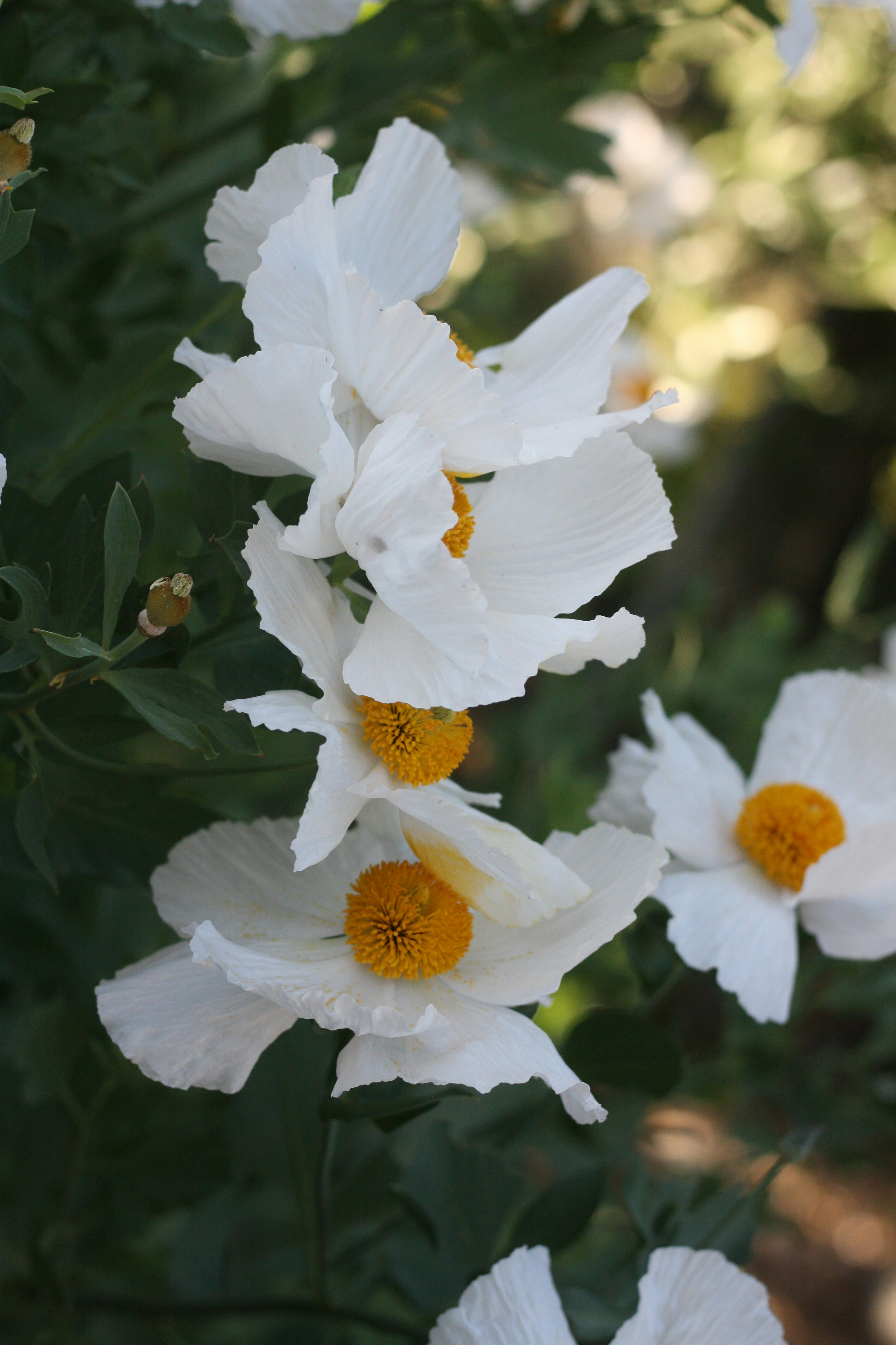 white flower with yellow stigma
