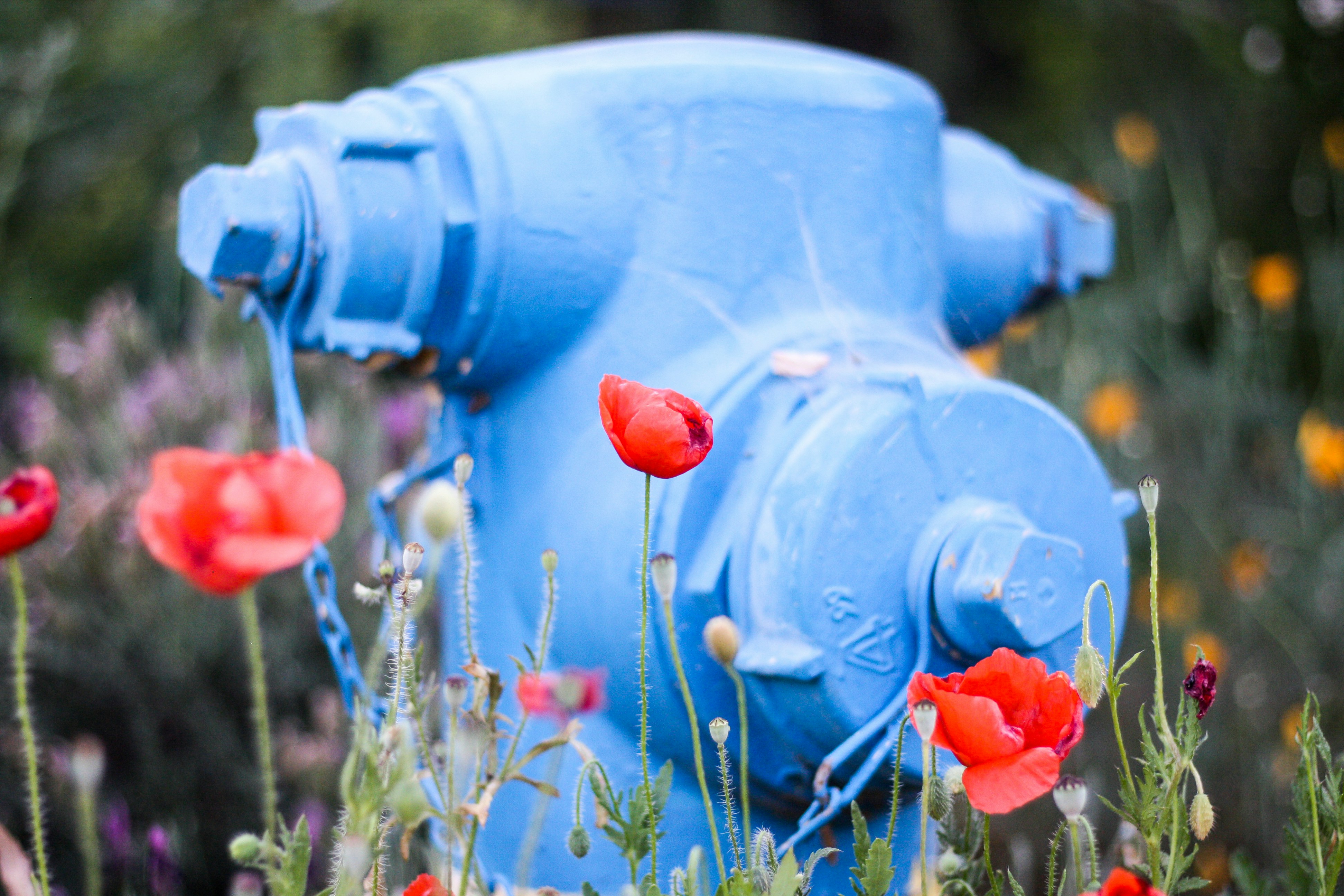 red flowers on blue water tank