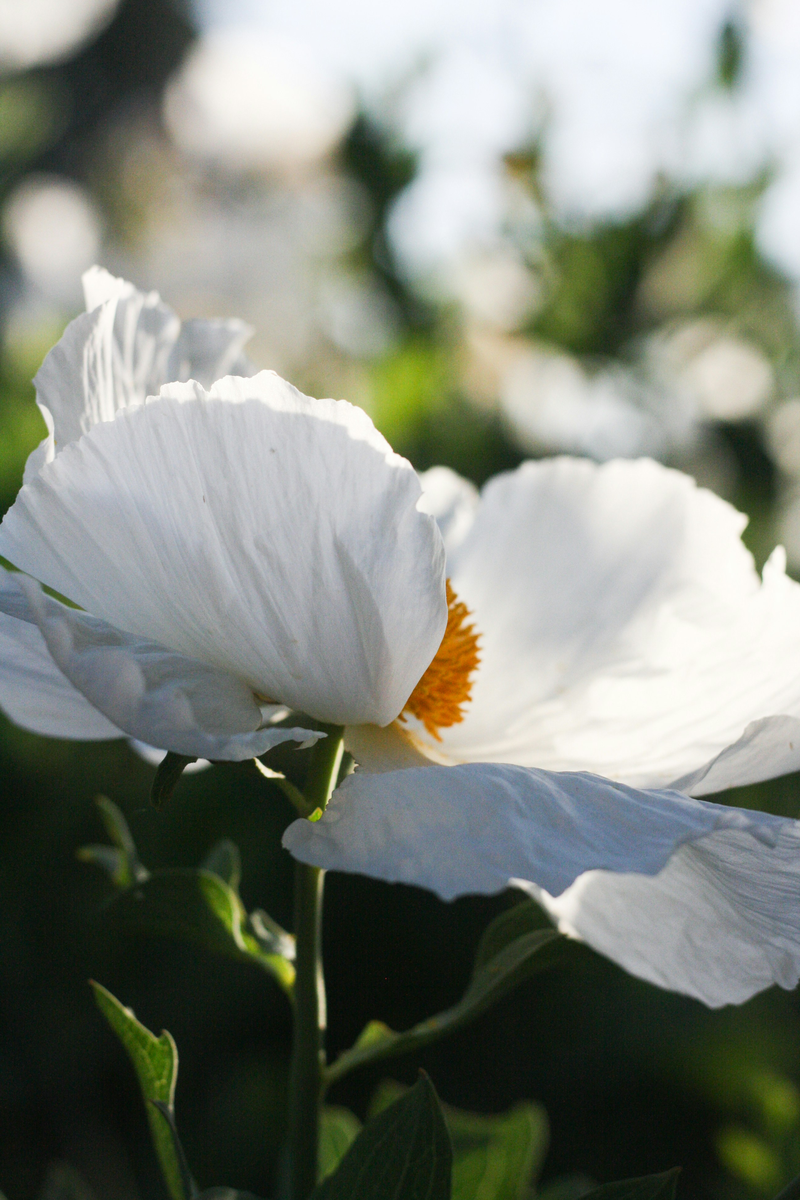 white flower in tilt shift lens