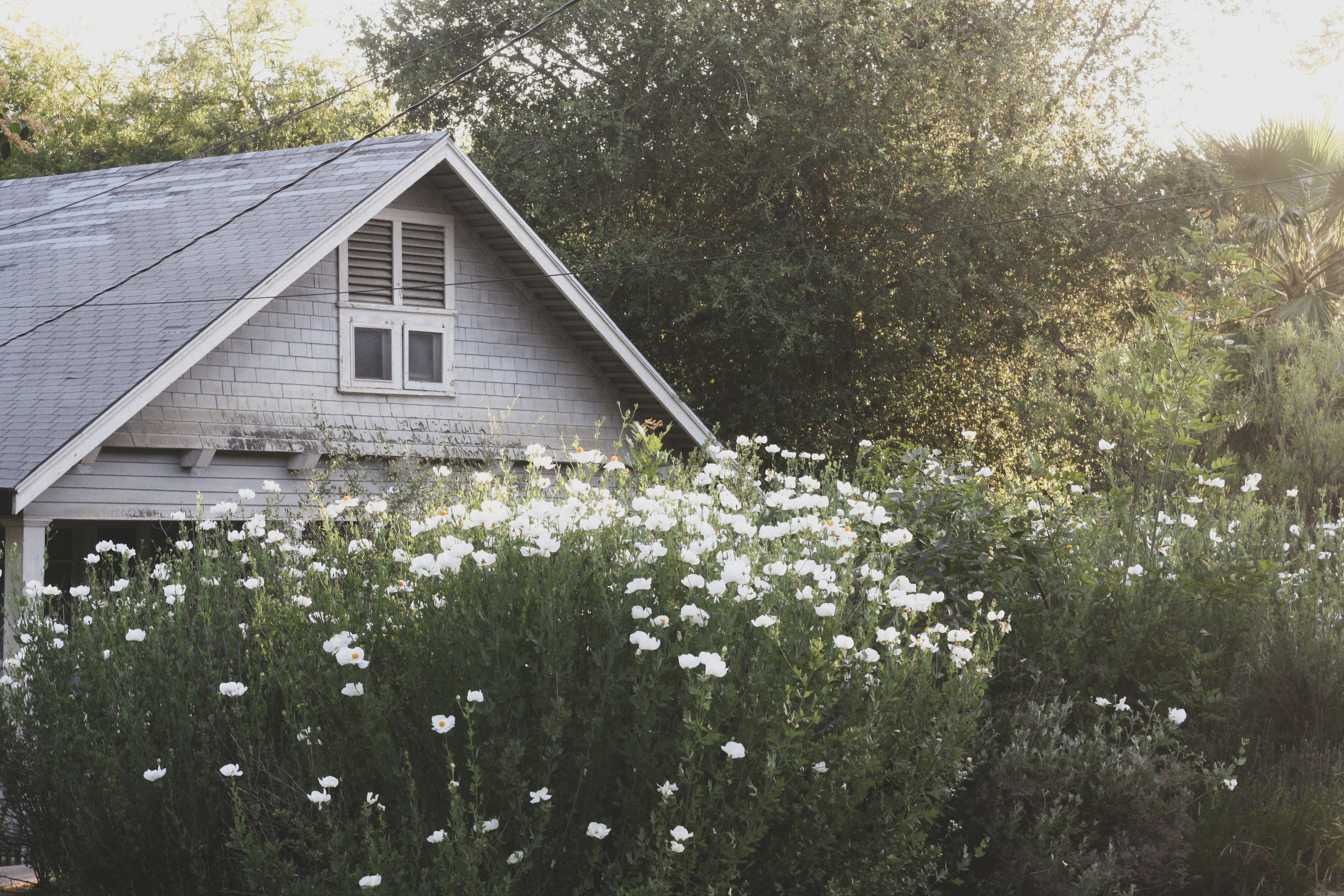 white flowers and green leaves
