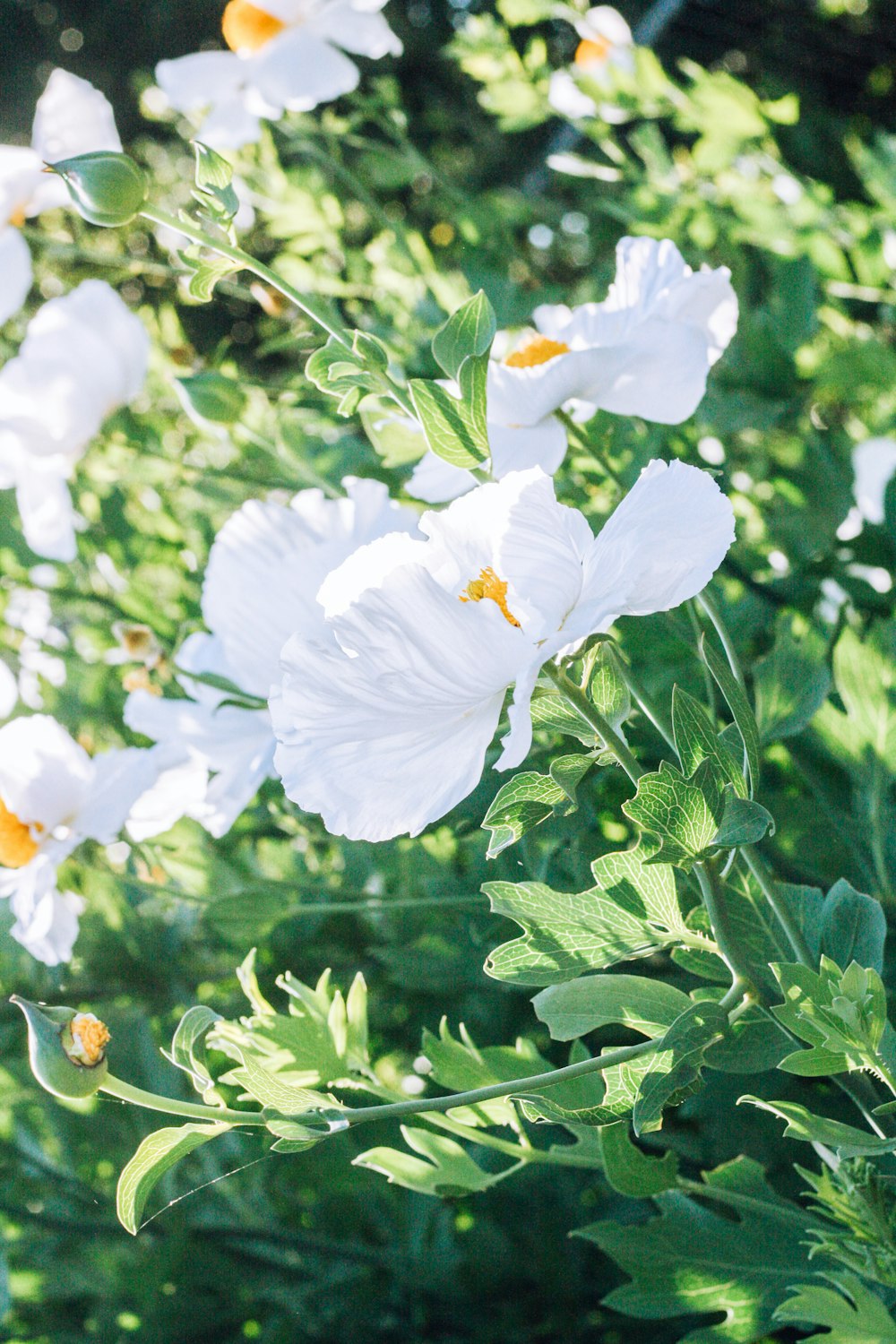 white flower with green leaves