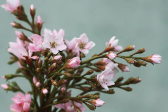 Close-up of a bonsai tree with delicate pink sakura blossoms against a muted bamboo background.