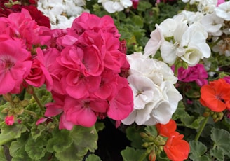 pink and white flowers with green leaves