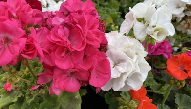 pink and white flowers with green leaves