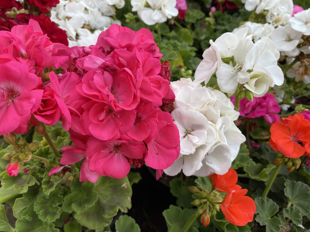 pink and white flowers with green leaves