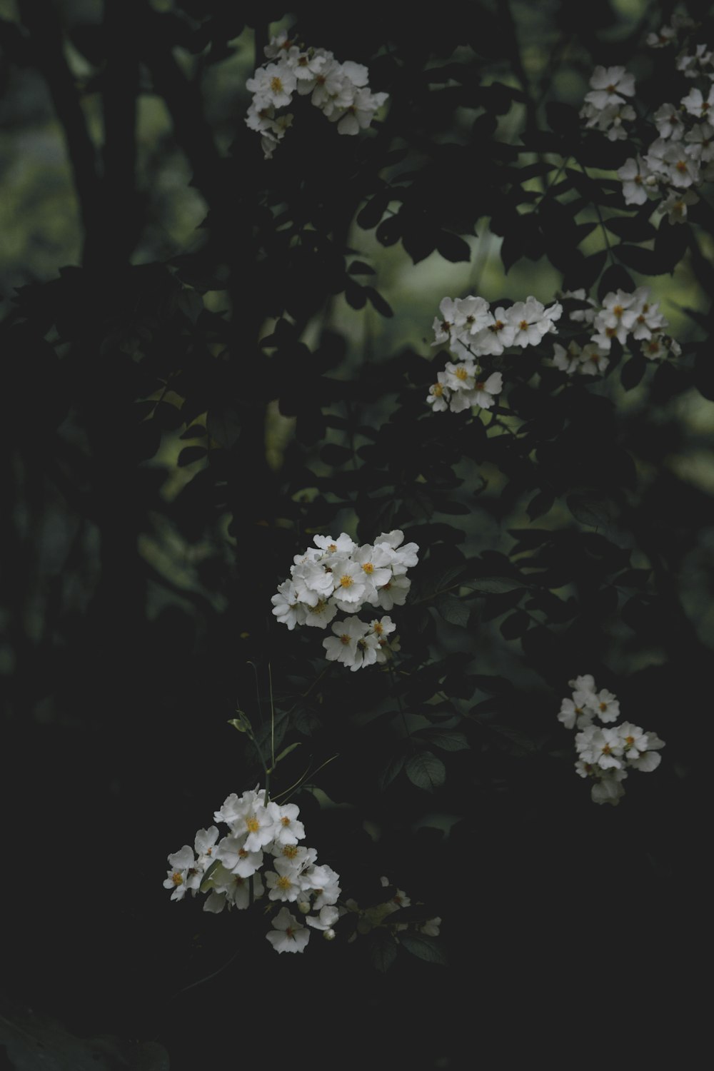 녹색 잎이있는 흰색 꽃