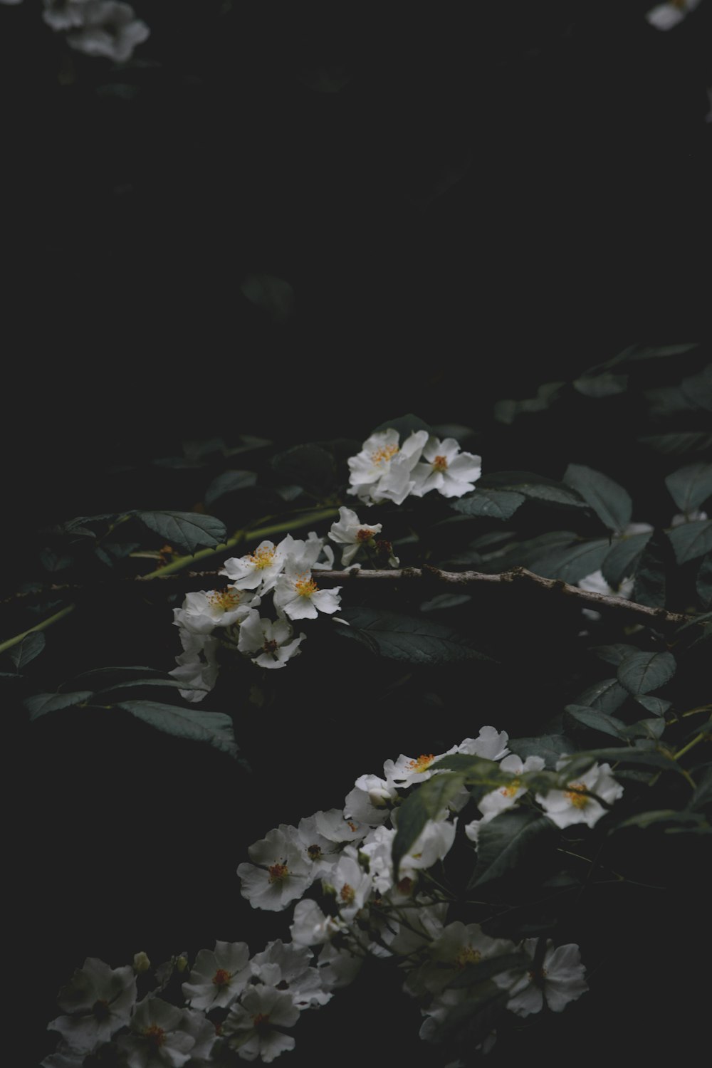 white flowers with green leaves