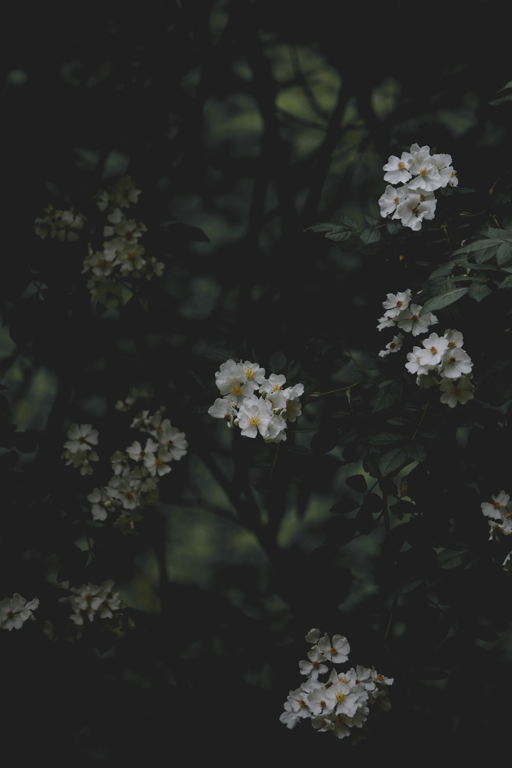 white flowers with green leaves