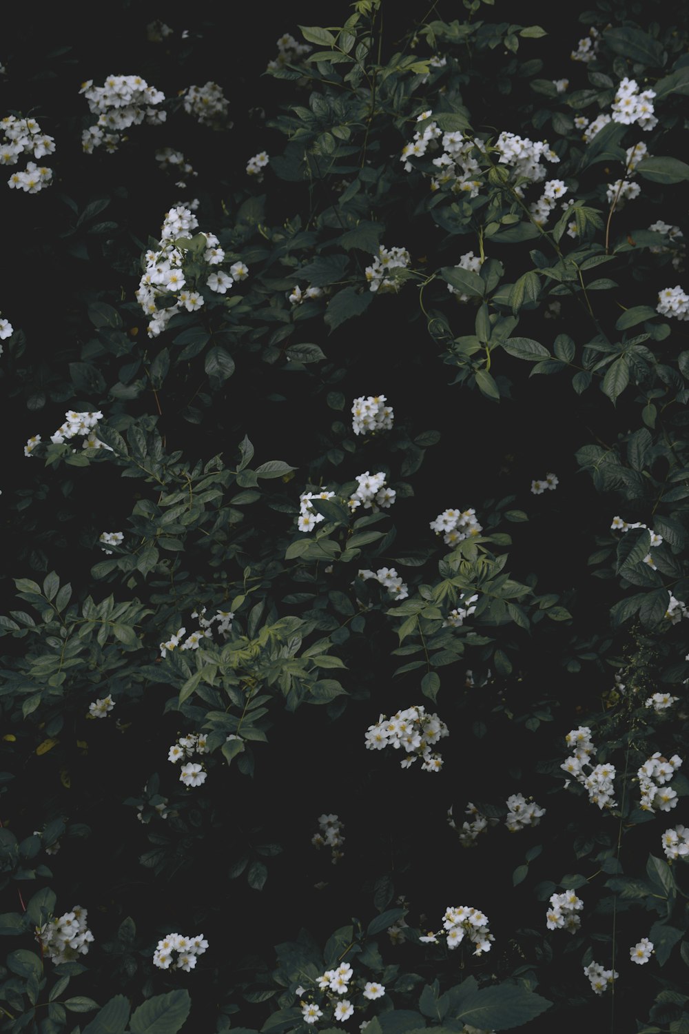 white flowers with green leaves