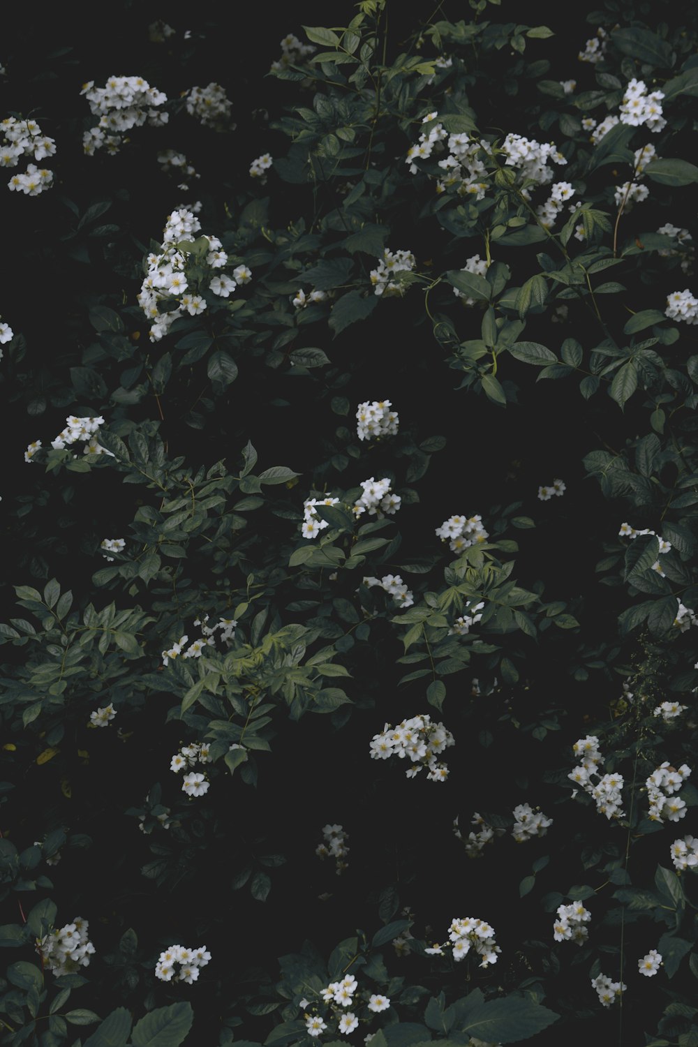 weiße Blüten mit grünen Blättern