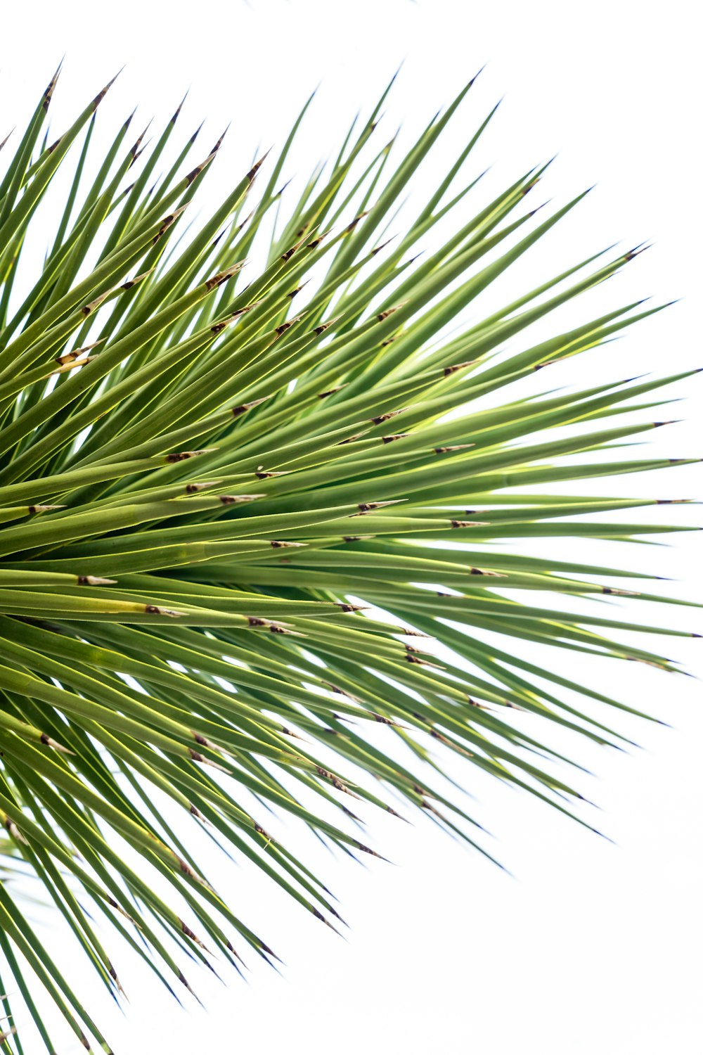 green palm tree during daytime