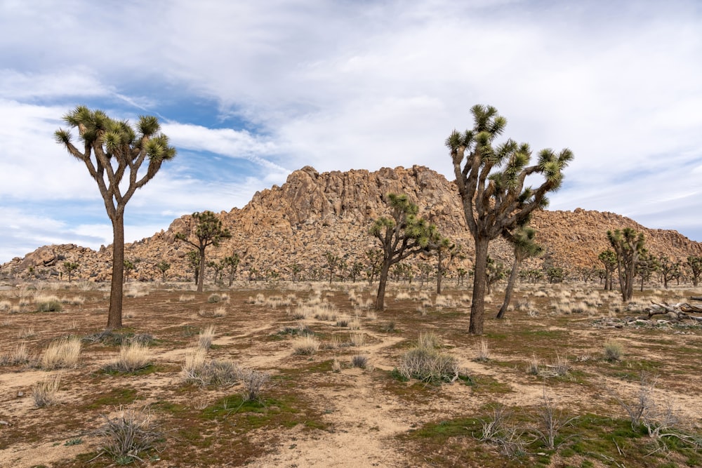 green trees on brown field under white clouds and blue sky during daytime