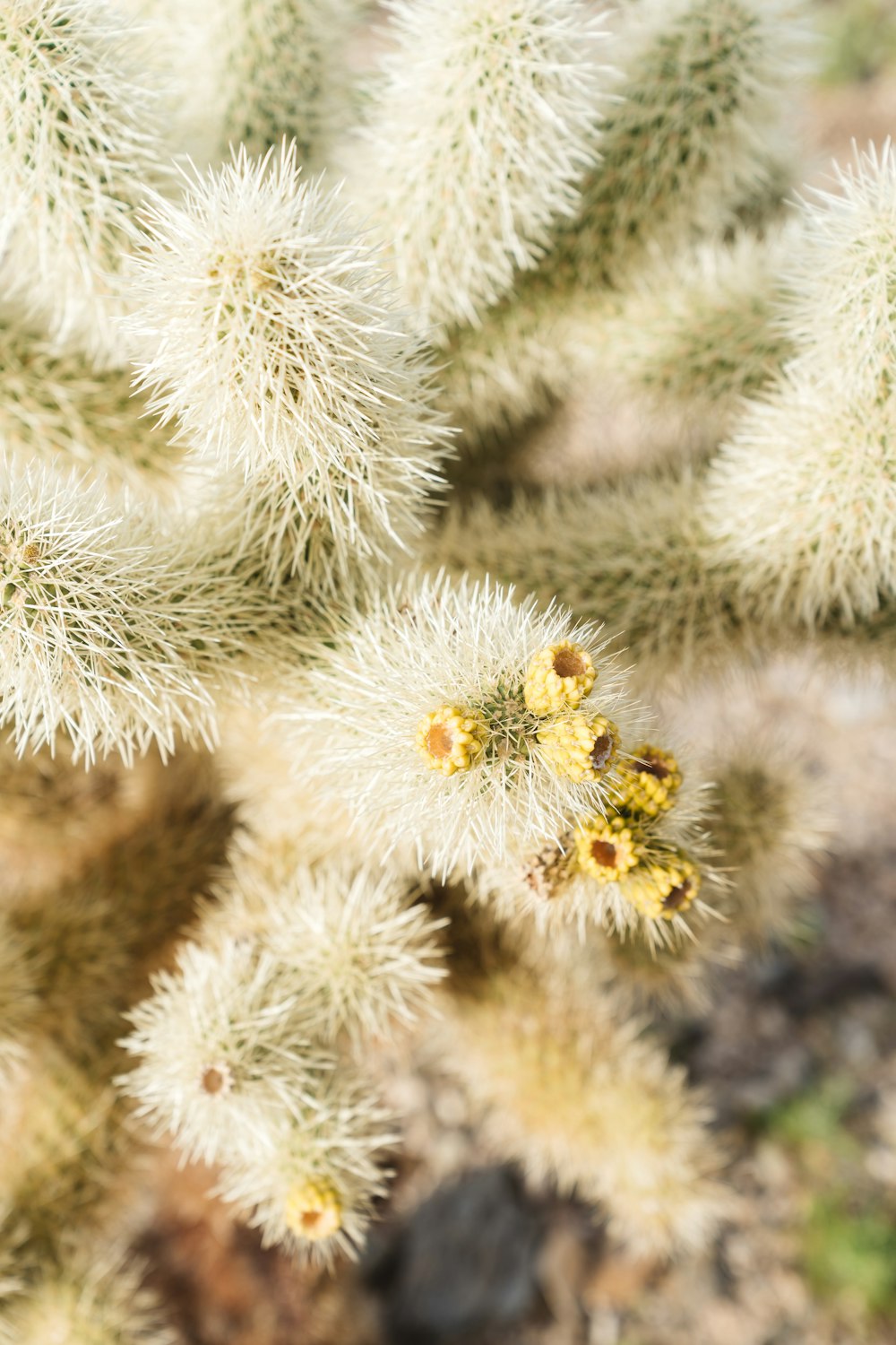 a close up of a cactus plant with small yellow flowers