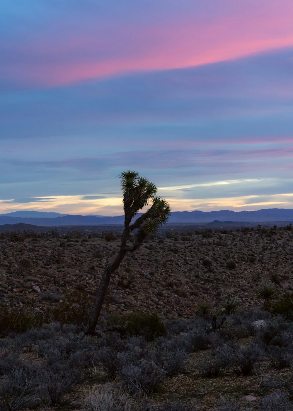 green palm tree on brown field during daytime