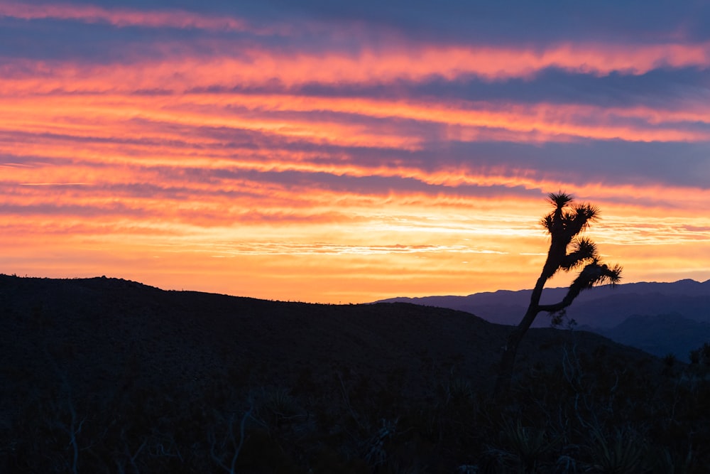 silhouette of person standing on brown grass field during sunset