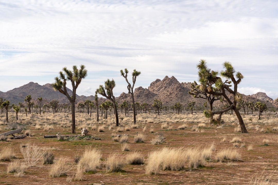 green trees on brown grass field during daytime