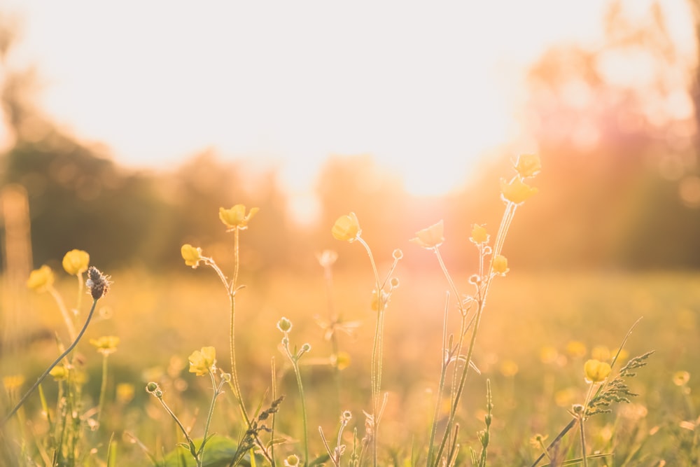 champ de fleurs jaunes au coucher du soleil