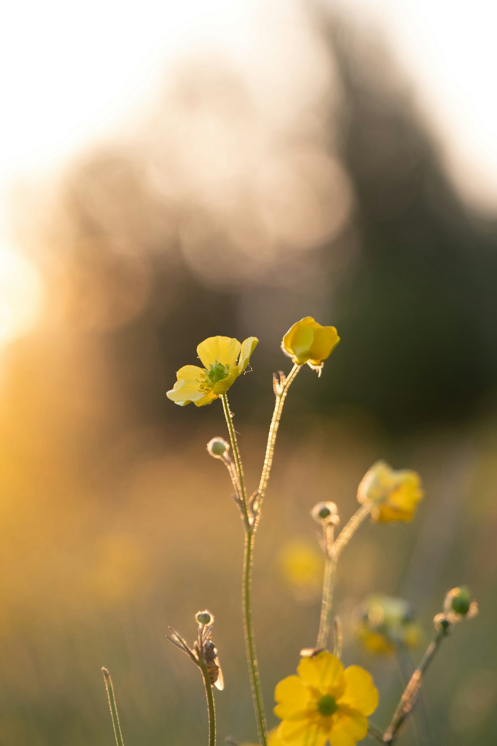 yellow flower in tilt shift lens