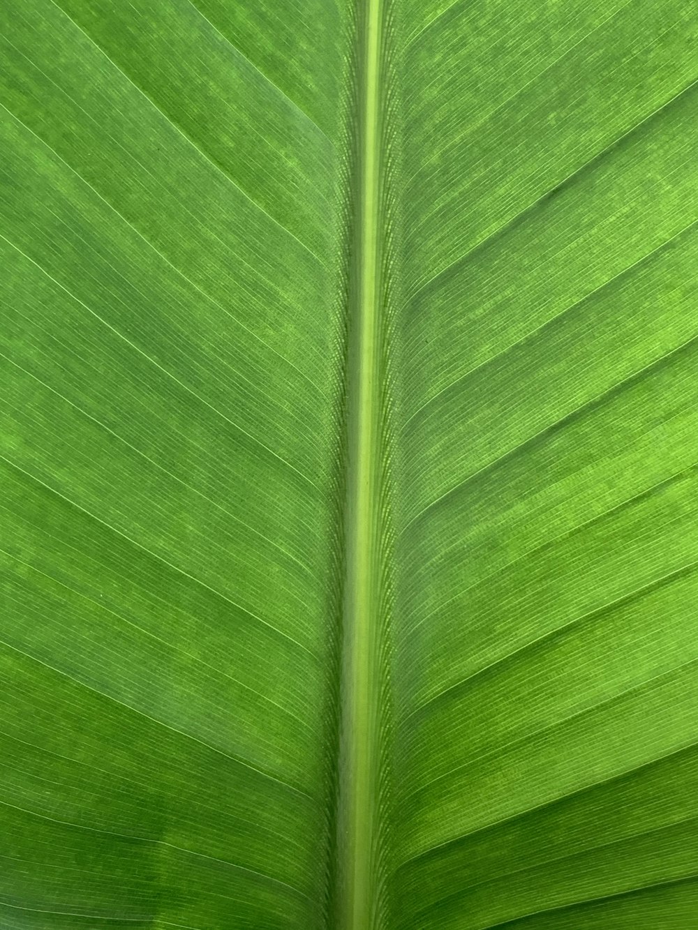 green leaf in close up photography